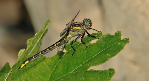 Female
11 June 2006  KY